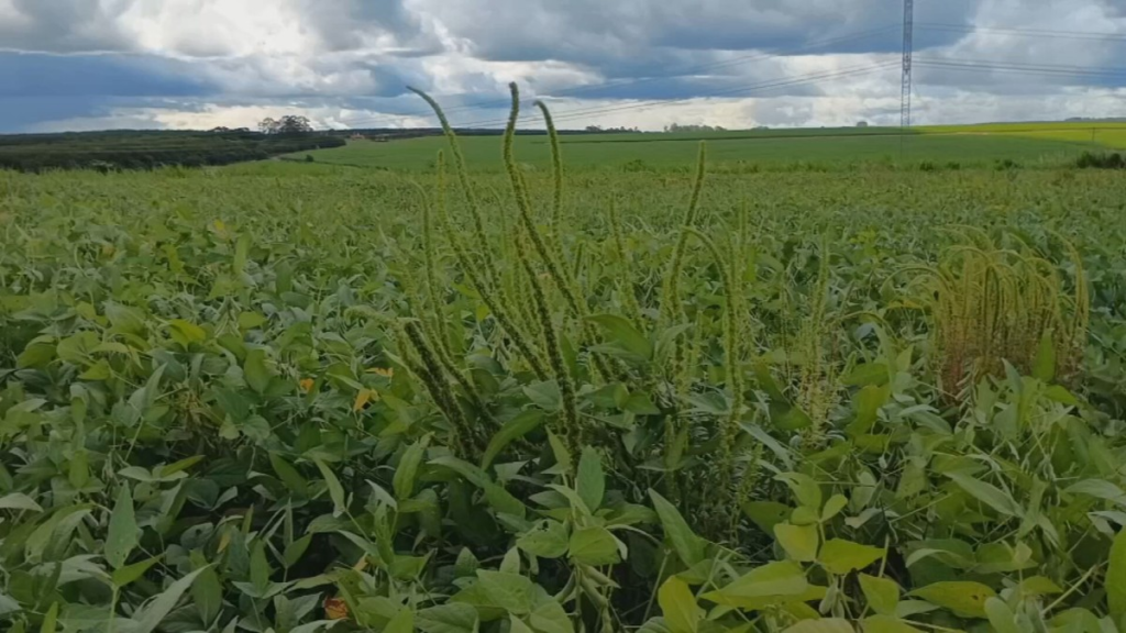 Alerta Máximo: Caruru-Gigante Desencadeia Emergência Fitossanitária no Agronegócio Paulista