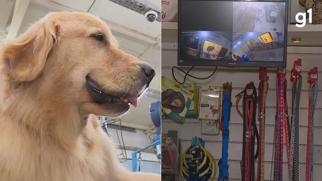 Porto Alegre Inova com Lei de Monitoramento por Vídeo em Pet Shops