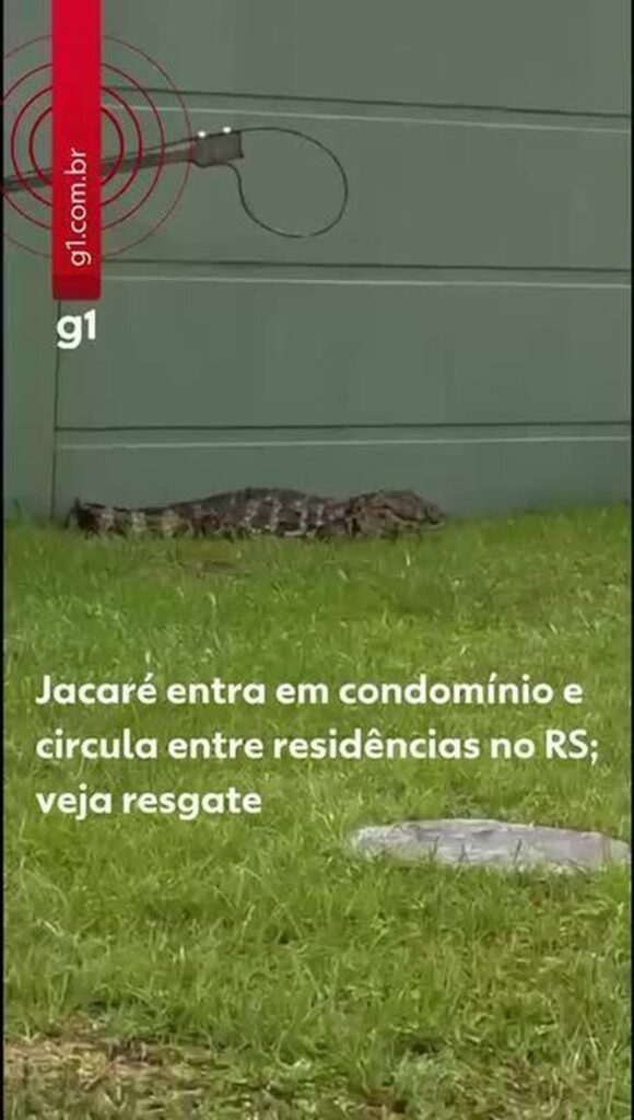 Jacaré é Resgatado Após Passeio Inusitado em Condomínio no Litoral do RS