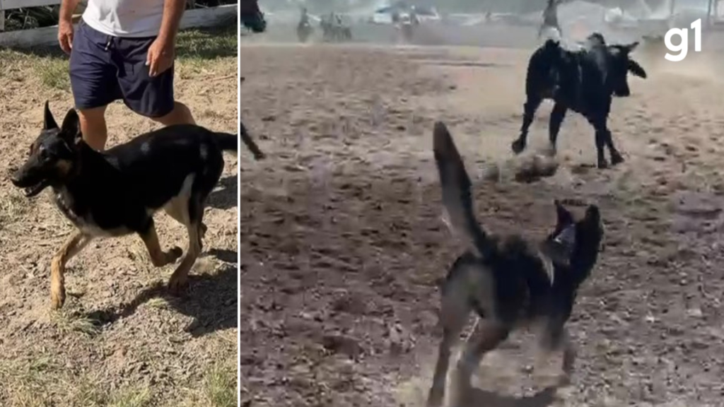 O Papel Fundamental do Cão ‘General’ no Rodeio Internacional de Xangri-lá
