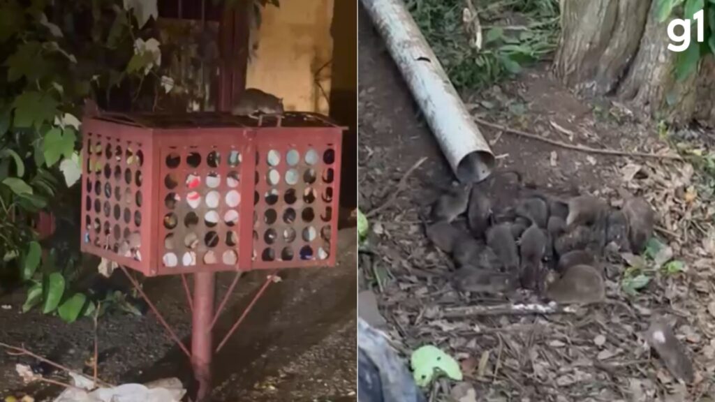 Infestação de Ratos Preocupa Moradores de Bento Gonçalves e Empresa de Reciclagem é Temporariamente Fechada