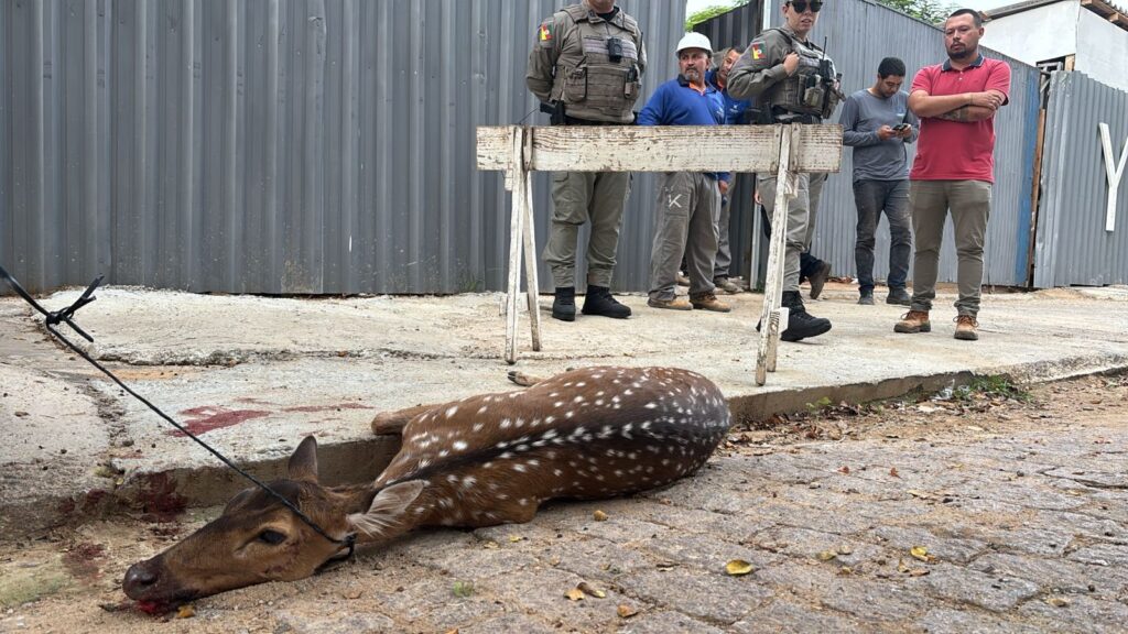 Cervo Exótico é Eutanasiado Após Ataque de Cães em Porto Alegre