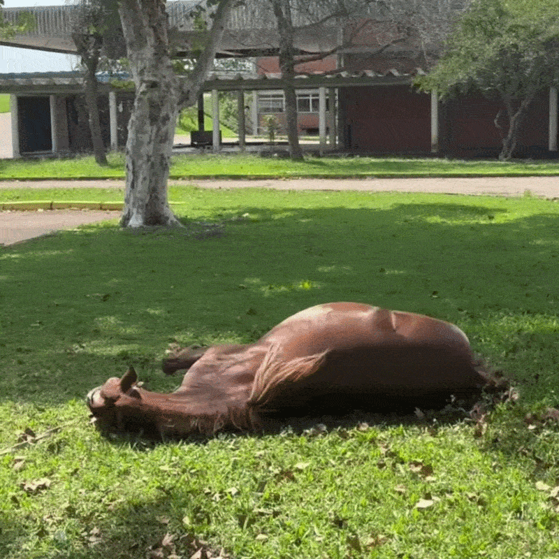 Estátua de Cavalo Caramelo: Símbolo de Resiliência no Rio Grande do Sul