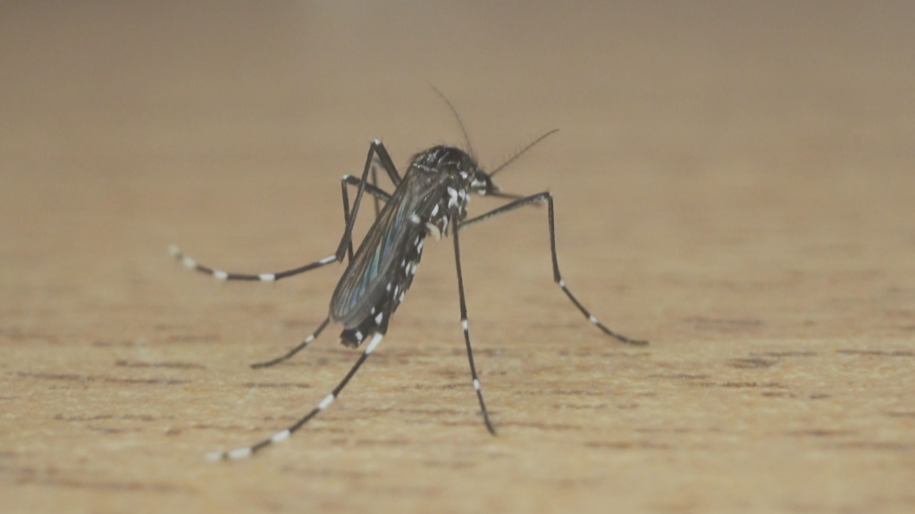 Rio Grande do Sul Registra Segunda Morte por Dengue em 2026