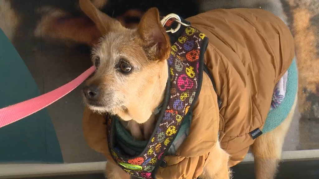 Dicas para Proteger Seu Animal de Estimação do Frio e Prevenir Doenças Respiratórias