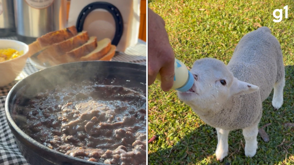 Imersão na Vida Rural: Experiência Campeira na Serra Gaúcha