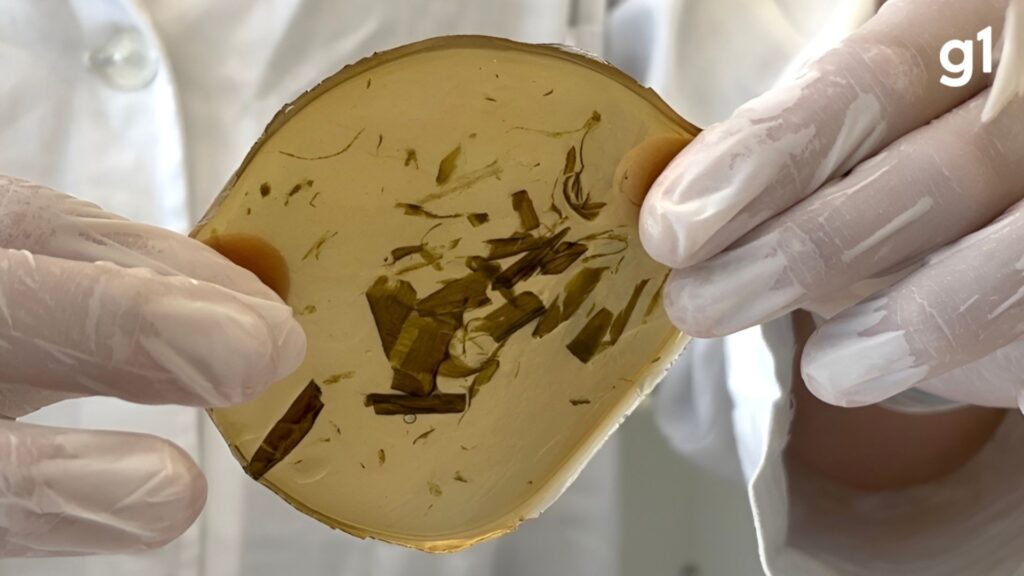 Jovens Inovadores do RS Criam Curativo Biodegradável e Vencem Prêmio Internacional