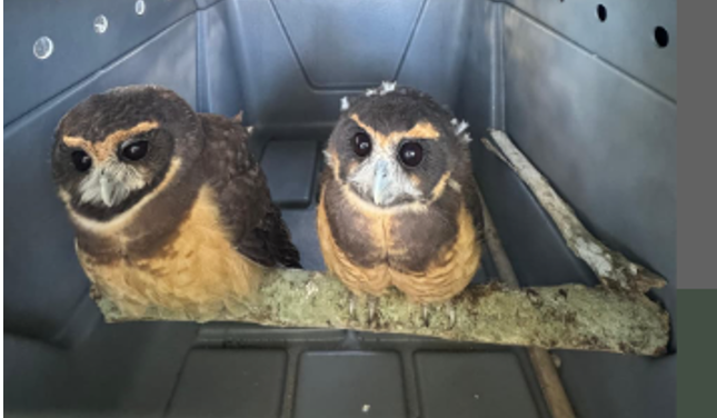 Animais Reabilitados Retornam à Natureza na Reserva da Juatinga