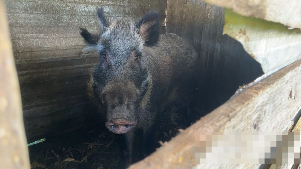 Operação na Serra Gaúcha Resgata 29 Animais de Maus-Tratos e Prende Homem por Porte Ilegal de Munições